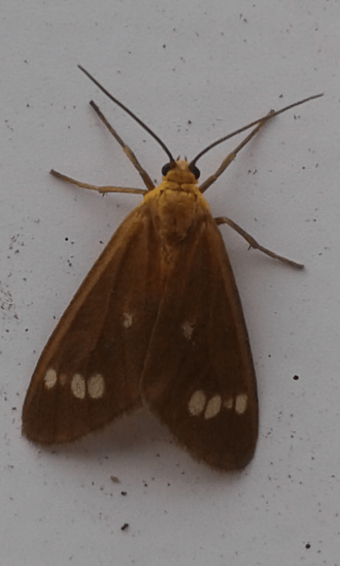 Dysauxes ancilla (Erebidae)? S, Erebidae Arctiinae